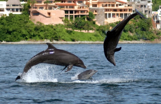 Delfines saltando